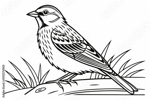 coloring page line art the lark bird black vector