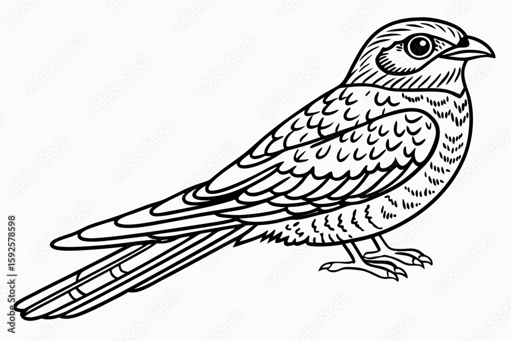 Fototapeta premium coloring page line art the nightjar black vector