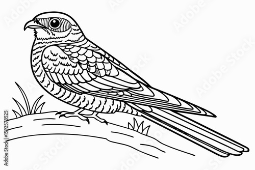 coloring page line art the nightjar black vector