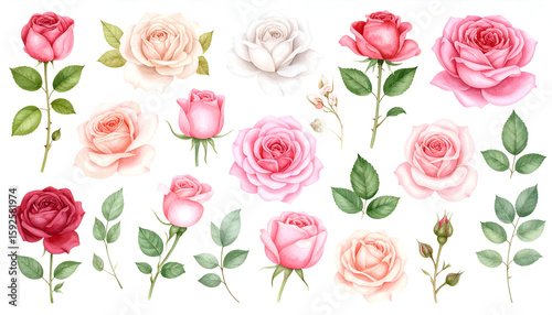Detailed Watercolor Set of Classic Garden Roses in Full Bloom