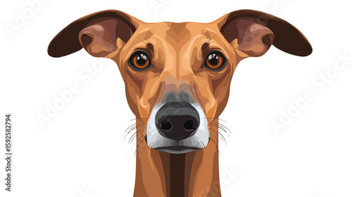 Greyhound Front View Vector Illustration