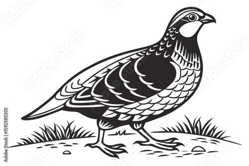 Obraz na płótnie coloring page line art the partridge black vector