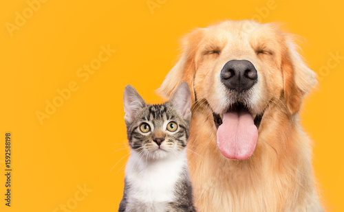 Golden retriever dog and cat portrait together isolated  on yellow background	
