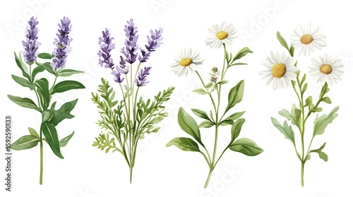 A detailed watercolor collection of medicinal herbs: lavender, chamomile, mint, echinacea and rosemary. Hand-painted texture with soft color transitions, perfect for herbalist journals and natural med