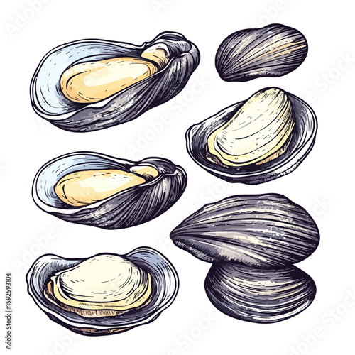 Hand-Drawn Clams on White Background