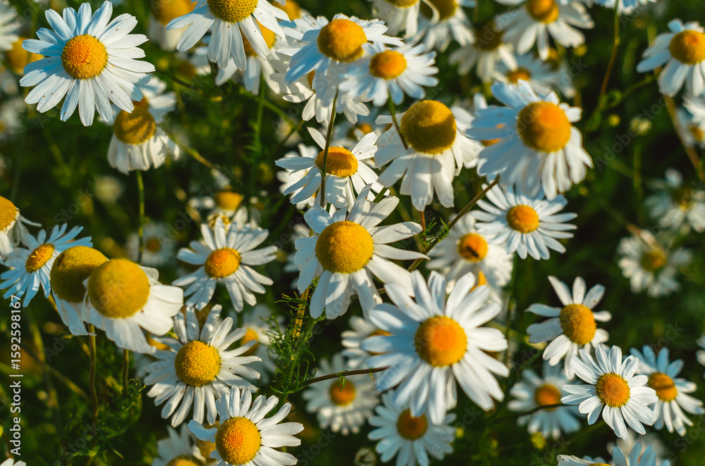 Fototapeta premium Medicinal plant chamomile. Bright chamomile or chamomile meadow. Summer field. Floral background.