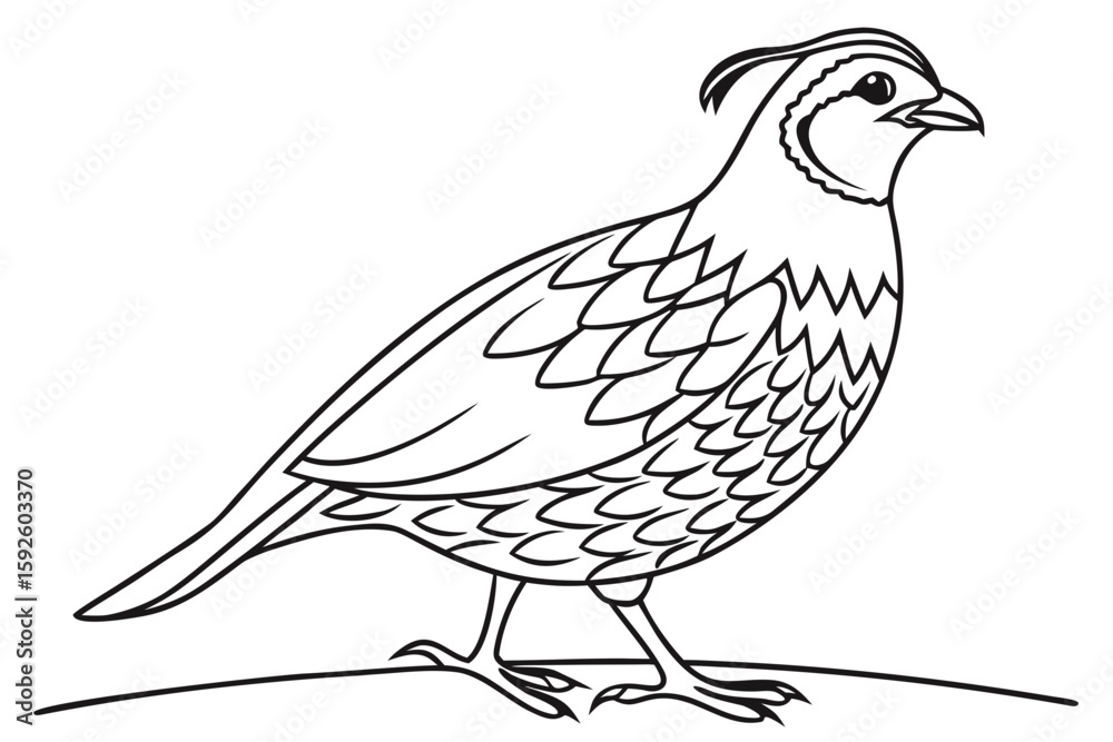 Fototapeta premium coloring page line art the quail black vector
