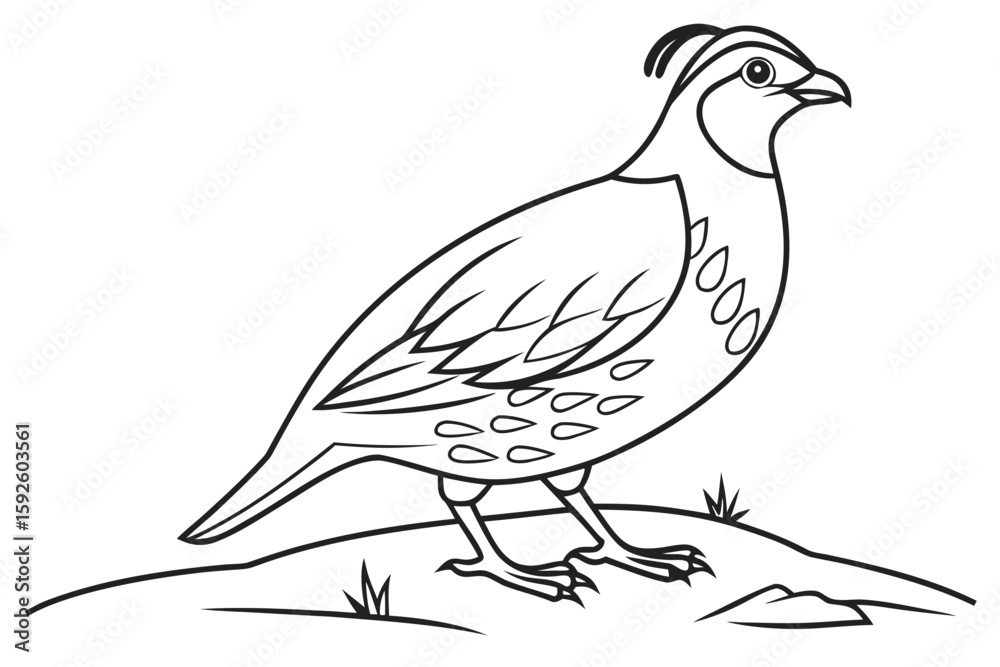 Fototapeta premium coloring page line art the quail black vector