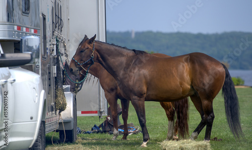 Horses tied to horse trailer on a sunny summer day