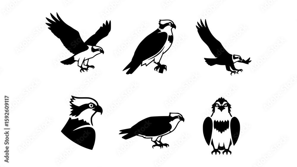 Obraz premium Set of six osprey bird illustrations in black and white