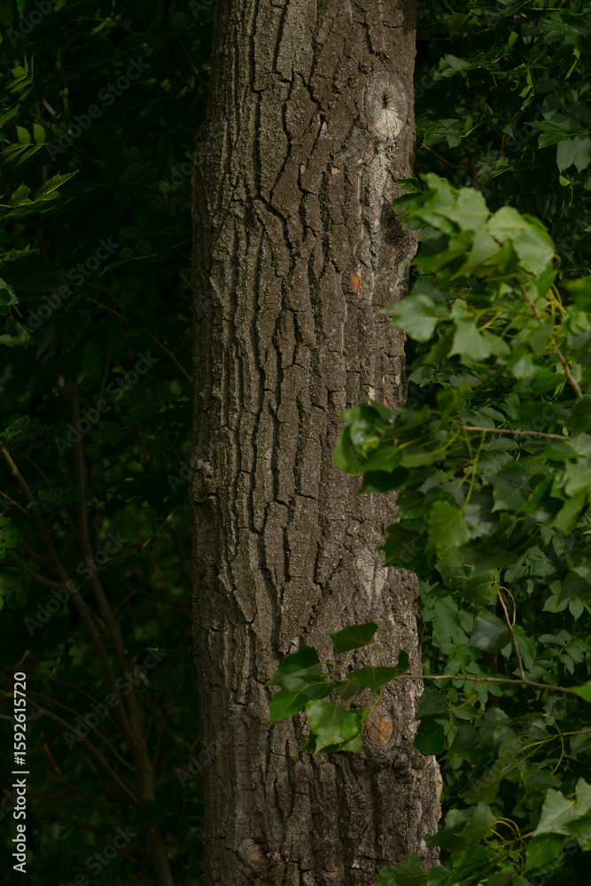 Obraz premium The image presents a detailed closeup view of a rugged and textured tree trunk, surrounded by the greenery of the woods