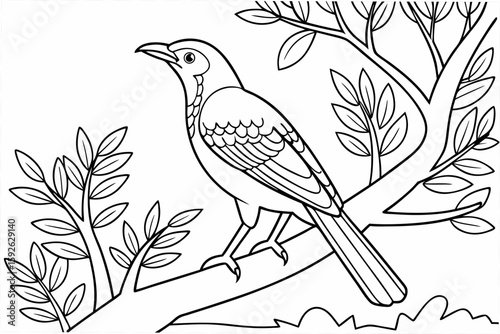 coloring page line art the bowerbird black vector
