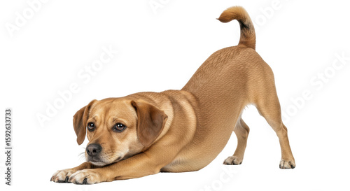 Isolated Brown Dog Stretching