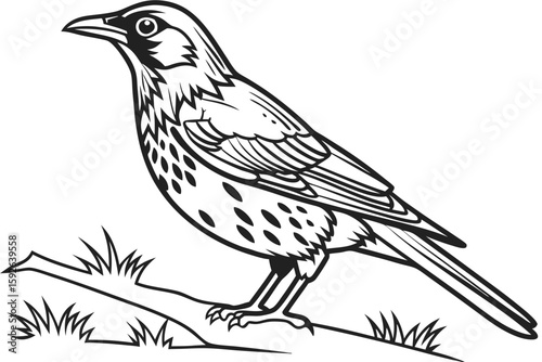 coloring page line art the thrush black vector