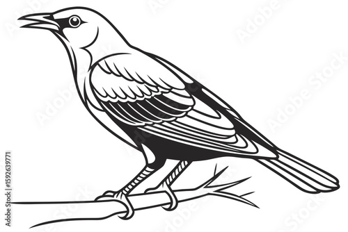 coloring page line art the thrush black vector