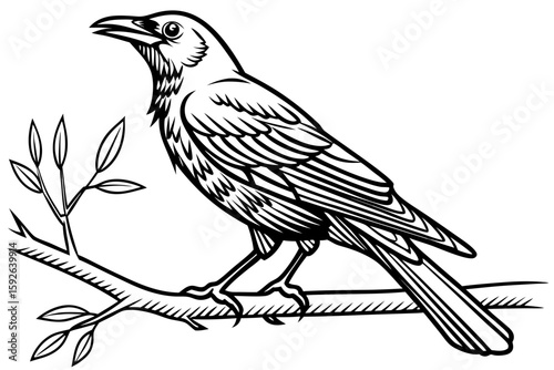 coloring page line art the thrush black vector