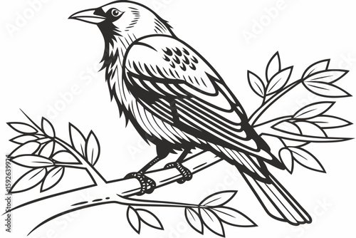 coloring page line art the thrush black vector