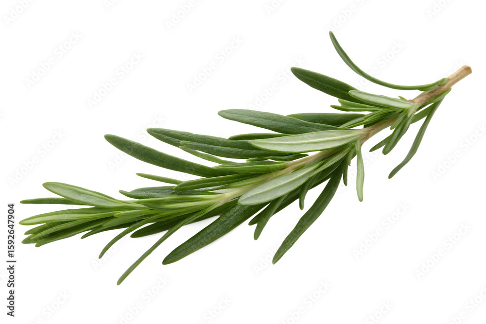 Fototapeta premium rosemary isolated on white background PNG,AI GENERATED
