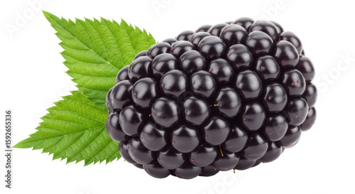 Isolated Blackberry