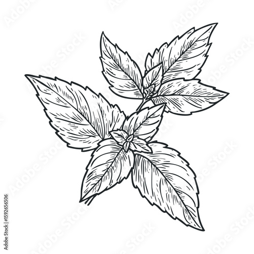 Fresh mint leaves for culinary uses and natural remedies