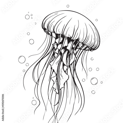 Black Line Art Jellyfish Ocean Animal Illustration