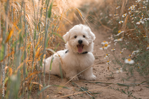 A beautiful white and fluffy puppy walks in a field among wheat and daisies. A beautiful photo of a young well-groomed Maltese puppy. The dog poses in a field in nature