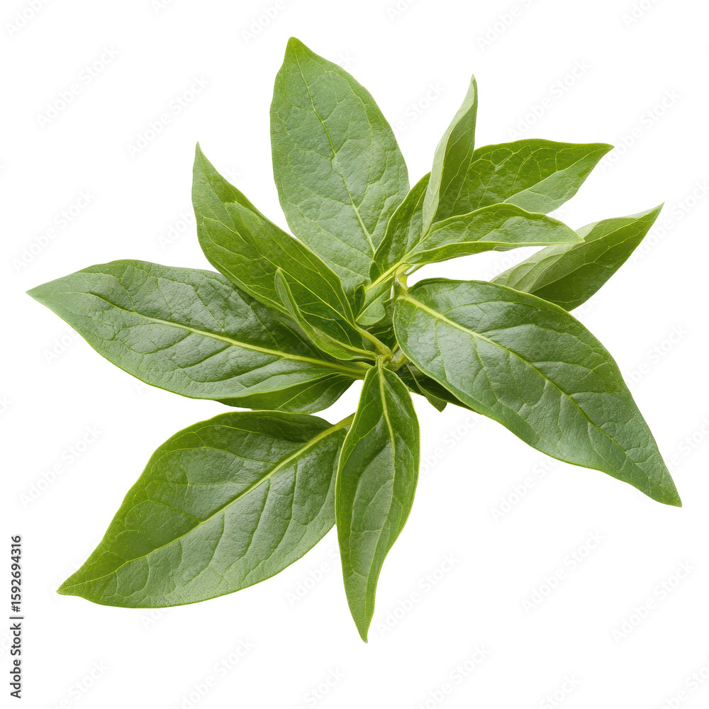 Fototapeta premium Eleuthero leaf or Koshiabura Japanese mountain herb, Eleuthero leaf, a Japanese mountain herb, isolated on transparent background