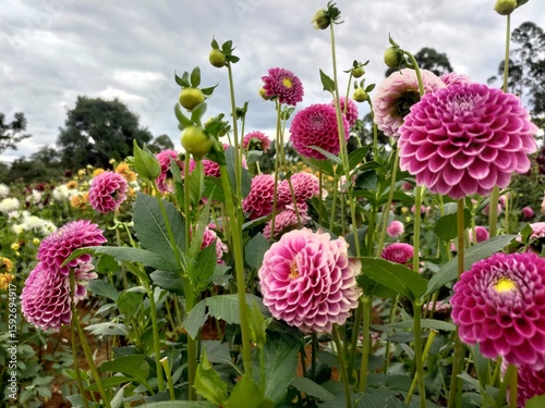 Fotografie Low angle view of a beautiful field of pink and magenta dahlia flowers blooming under a cloudy sky
