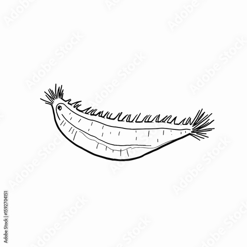 Outline illustration of a spiny-skinned sea cucumber on white background, minimalist vector design with copy space