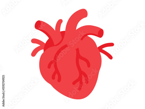 human heart anatomy vector art