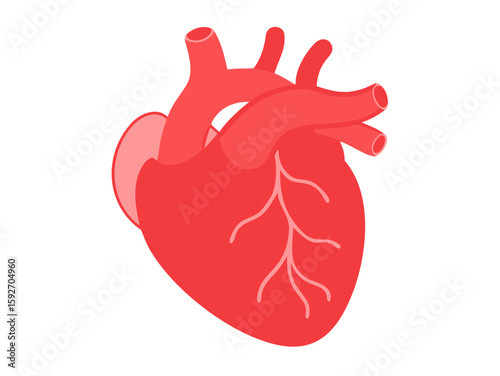 human heart anatomy vector art