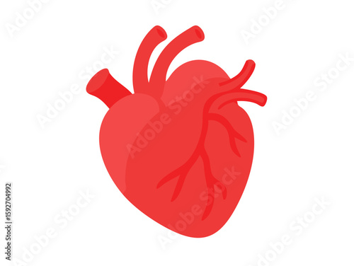 human heart anatomy vector art