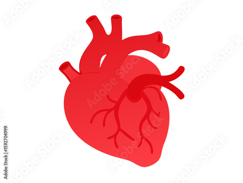 human heart anatomy vector art