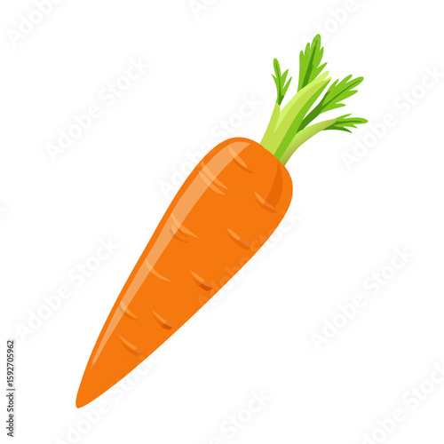 carrots vector illustration