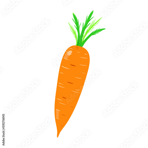 carrots vector illustration