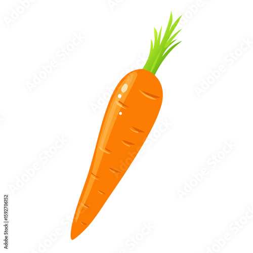 carrots vector illustration
