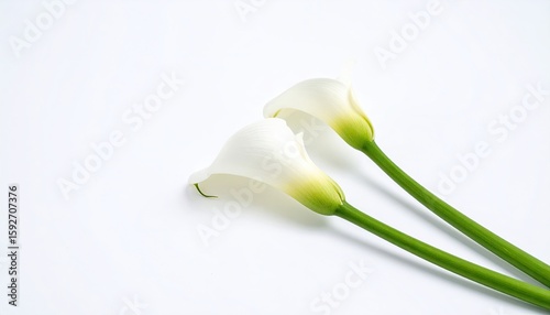 Two white calla lilies on white background
