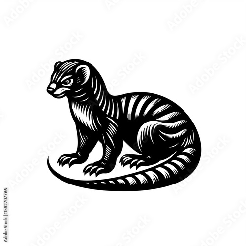 Mongoose isolated on white background