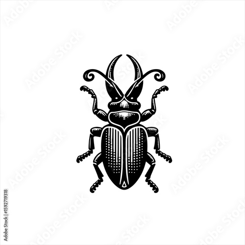 A beetle is isolated on white background in a studio shot