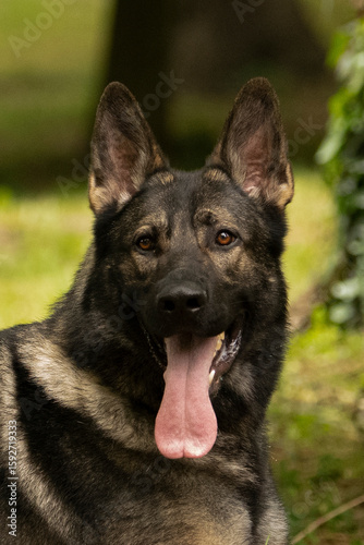 german shepherd puppy