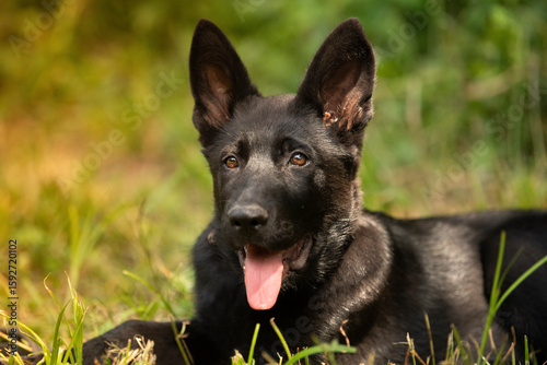 german shepherd puppy