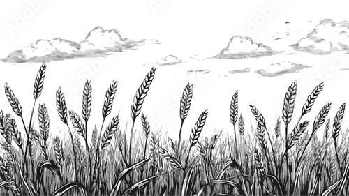 Elegant Engraved Black and White Wheat Field Outline Illustration