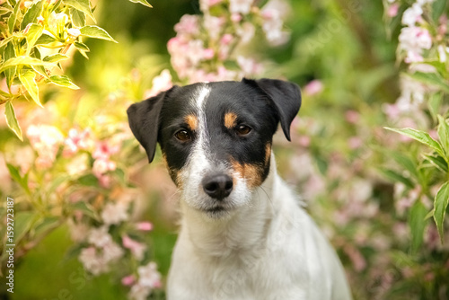 jack parson russell terrier