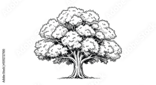 Magnificent deciduous hardwood tree with expansive canopy and sturdy trunk ideal for outdoor shade and natural beauty