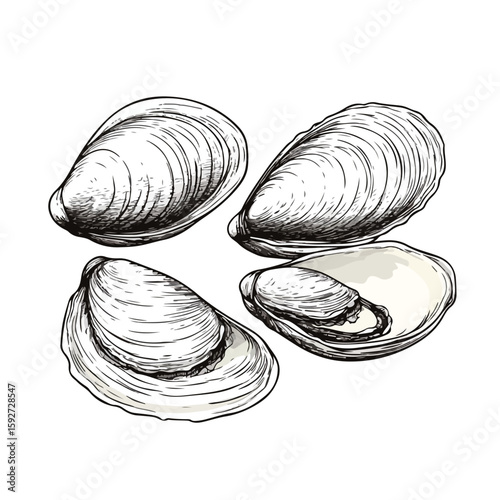 Hand-Drawn Clams on White Background