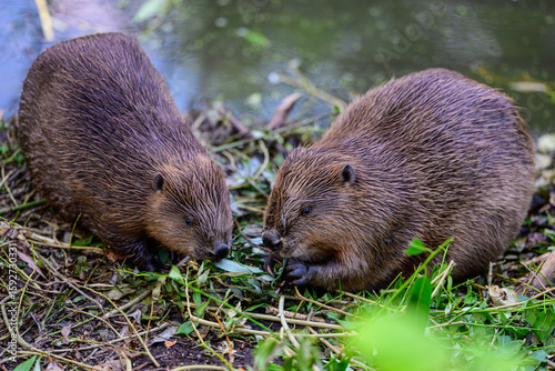 Two European beavers (Castor fiber) eating green vegetation by the riverbank, close-up view of wild brown rodents in natural habitat, foraging near water, concept of wildlife conservation and ecology