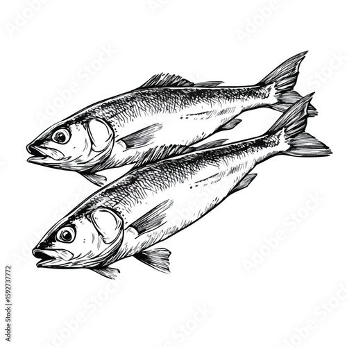 Traditional Dutch herring sketch illustration
