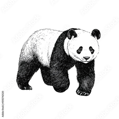 Panda Sketch on White Background