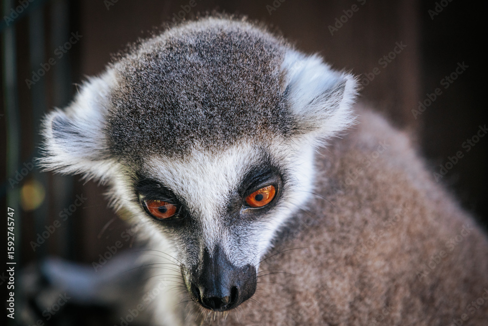 Obraz premium A detailed close-up of a ring-tailed lemurs face, highlighting its vivid golden eyes, black nose, and fluffy fur in natural lighting.