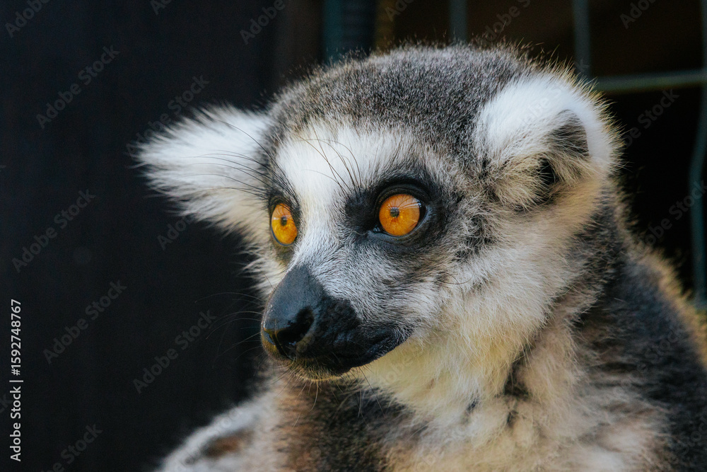 Fototapeta premium A detailed close-up of a ring-tailed lemurs face, highlighting its vivid golden eyes, black nose, and fluffy fur in natural lighting.